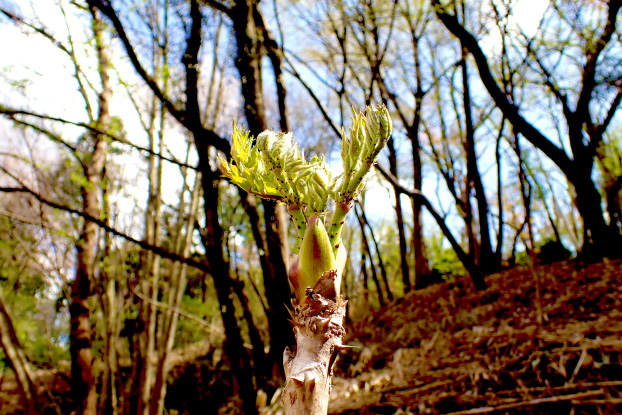 タラの芽も出てきました。おいしそうです！