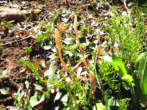 つくし（スギナの胞子茎）も出てきました。