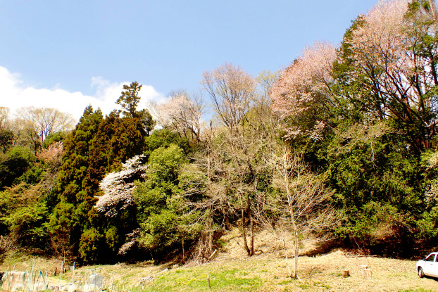 満開のヤマザクラ