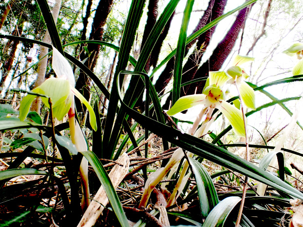 下刈りした林床にシュンランが開花