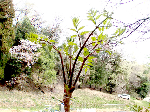 タラノキも一気に成長しました。来年は食レポを書こうと思います。