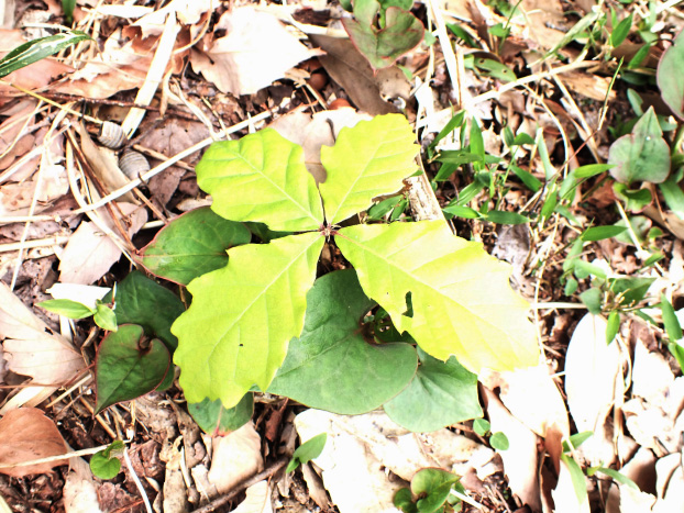 もともと日当たりの良い林縁にはコナラの実生が出てきました。