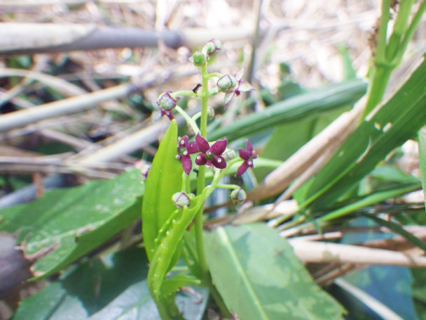 アオキなどの花が咲いてました。
