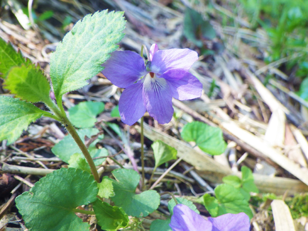 林床では、タチツボスミレ