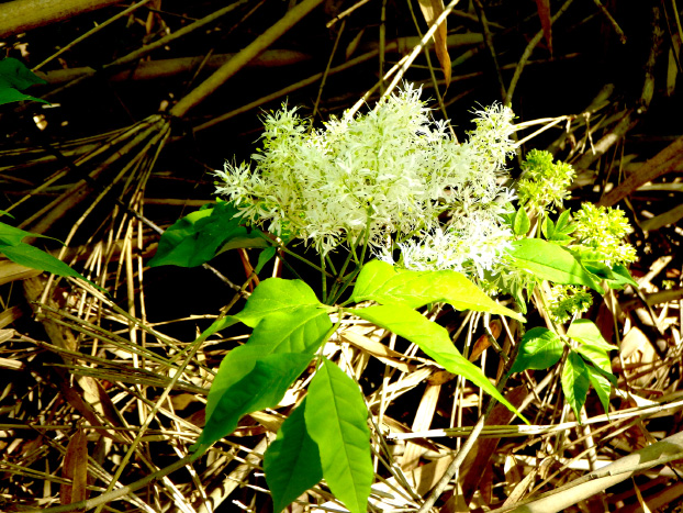 マルバアオダモ