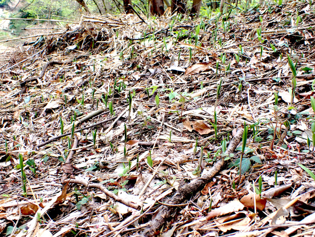 下刈りした林床に、ユリ科の芽がニョキニョキたくさん出てきました。 楽しみです。
