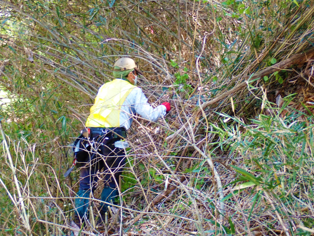 急斜面での手刈り