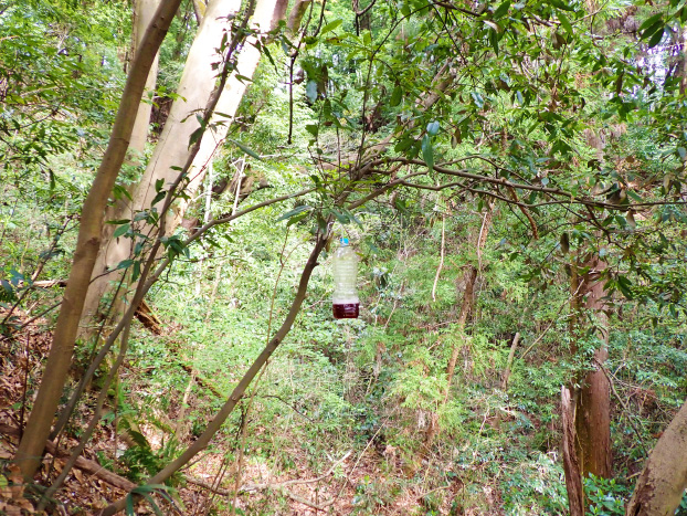 スズメバチトラップを仕掛けます。