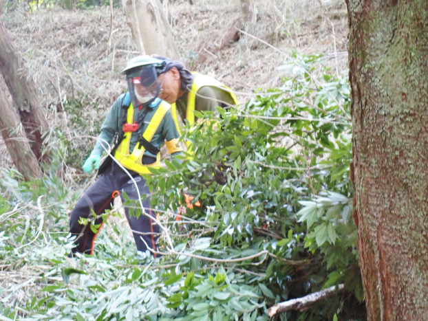 レジェンド2名でシラカシの玉切り。