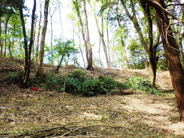 すっきりした林床