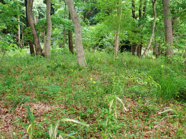 ぱっと見100株以上!