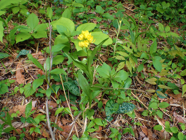 整備エリアのキンラン