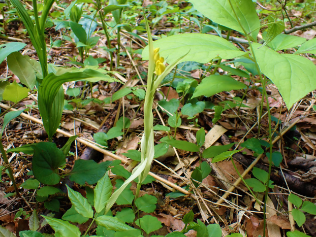 珍品？キンラン