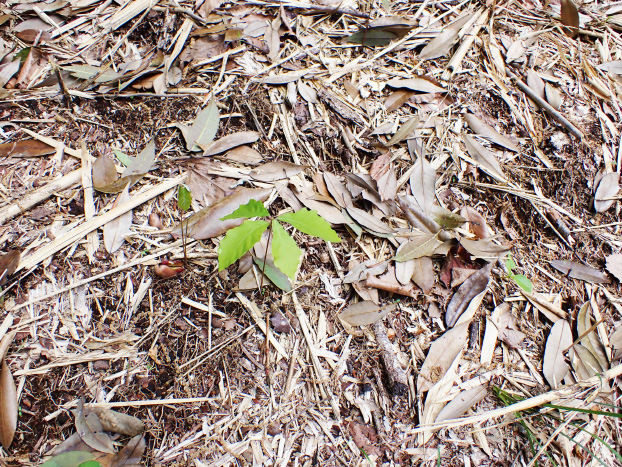 下刈りした林床にはコナラの実生が。後継樹として育てていきます。