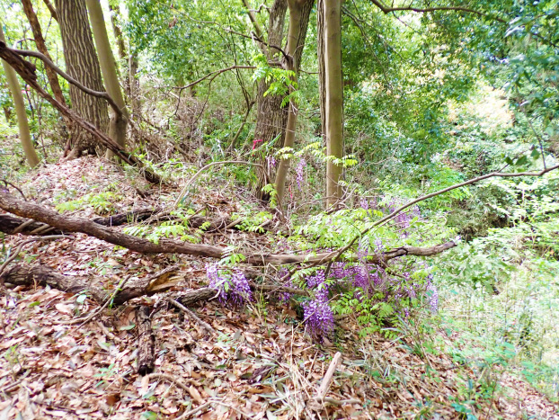 寝そべっているフジ