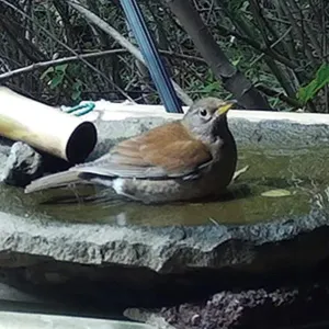 バードバスを訪れたシロハラ