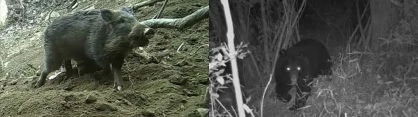 深刻化する鳥獣被害