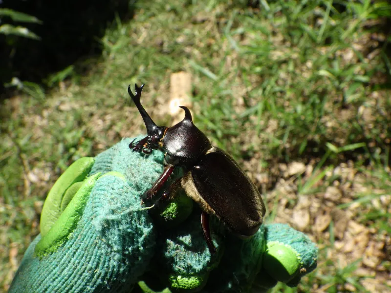 ちっちゃなカブトムシ