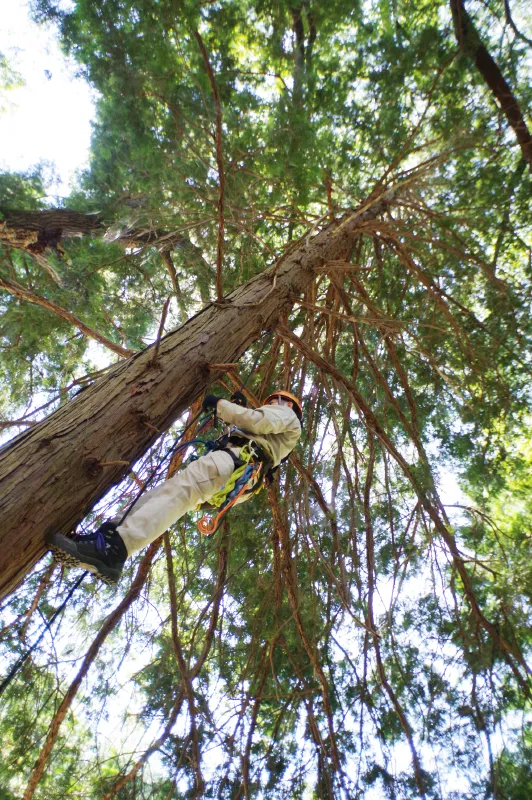 ロープを高い枝にかけ、巧みにロープを使って登っていきます。