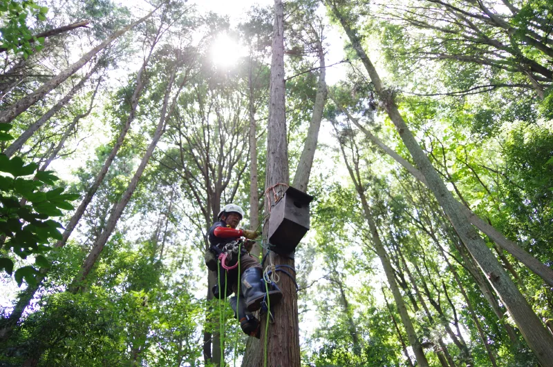 1箇所目は隊長がお手本を見せます。昨年オオコノハズクが確認されていた場所の近くのスギの木です。