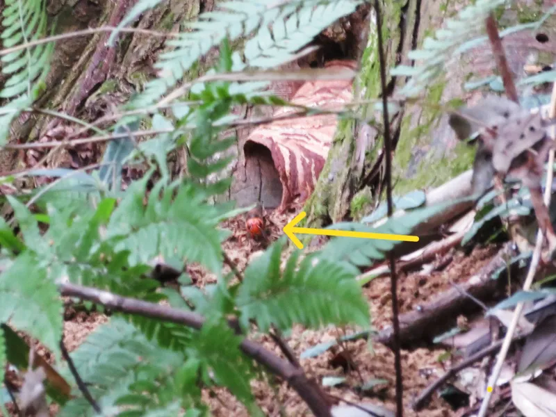 矢印の先に門番の頭があります。
