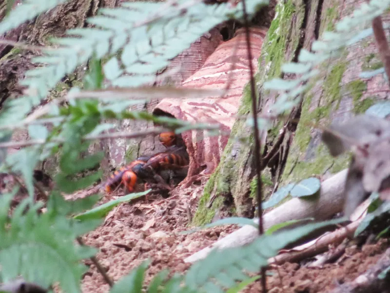 ちょっと見ていると、ワラワラと出入りしています。オオスズメバチなのでデカくて迫力があります。