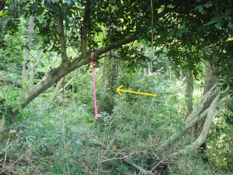 矢印の先のキノコが生えたコナラの根元になります。