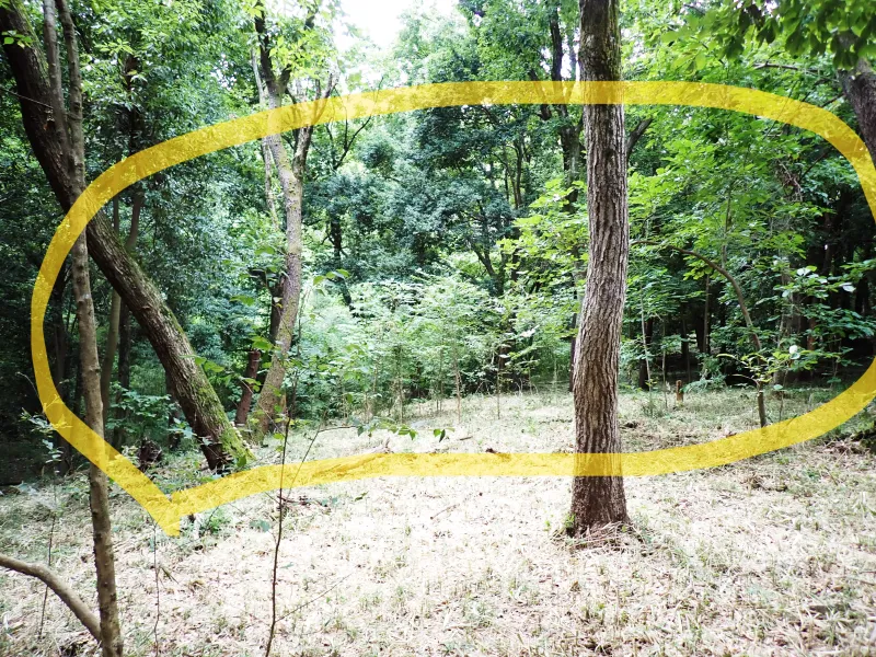 コナラが枯れて倒れ林冠のギャップが生じた場所