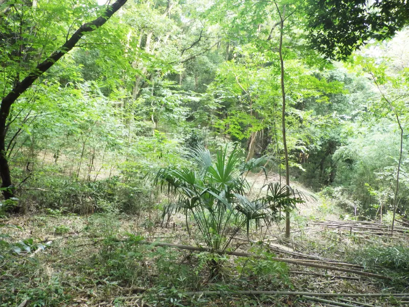 スポット的に低木がまとまって生育