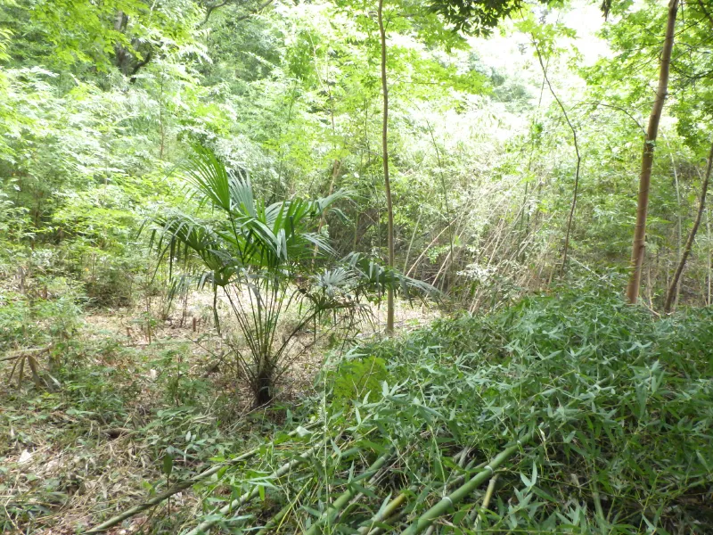 竹を切ったら処理しやすい場所へ引きずり出して積み上げます。