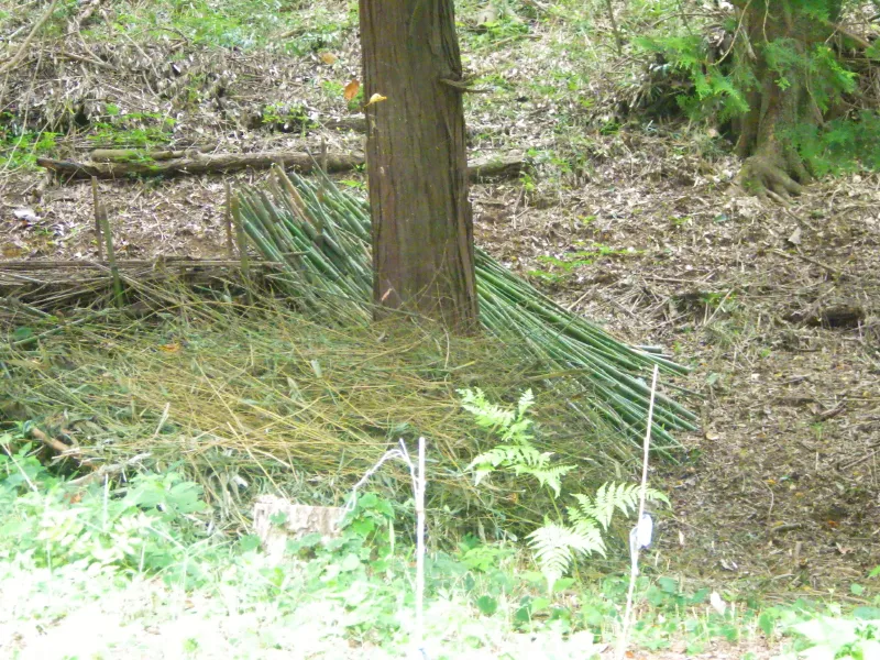 竹を運ぶこと5往復。とりあえずこれで竹ぼうきを量産し、ササ刈りをした林床をきれいにしていきます。