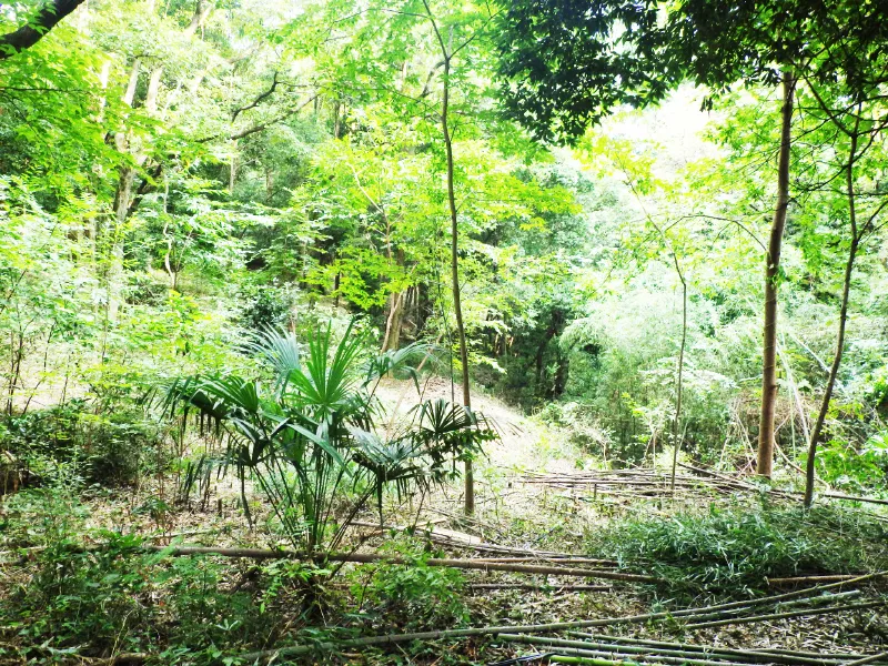 ある程度竹を切った林床。１枚目の画像より少し見通しがよくなりました。