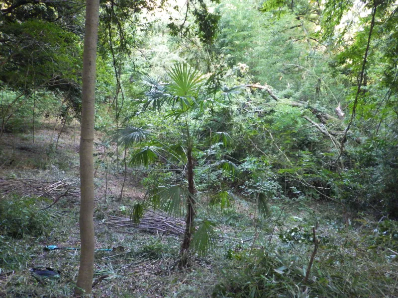 1日の作業（9月26日）でこれくらい変わります。