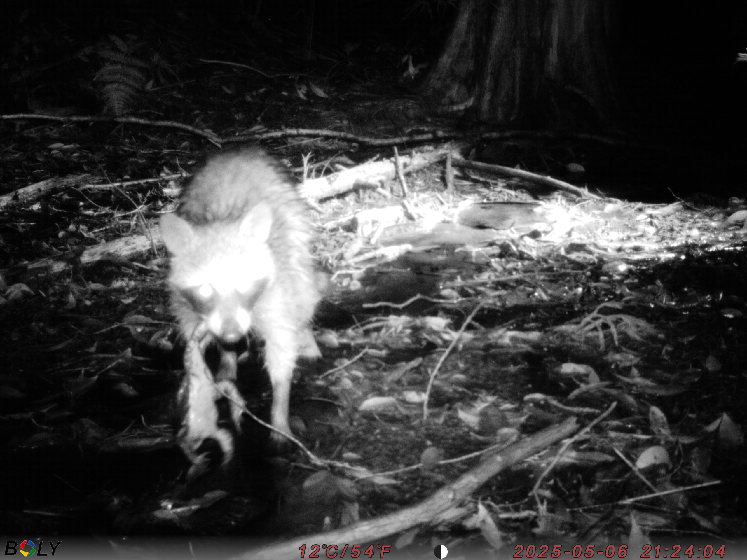 次々と獲物を襲うアライグマ