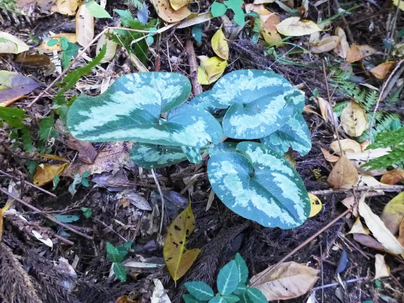 タマノカンアオイ。踏みつけ注意！