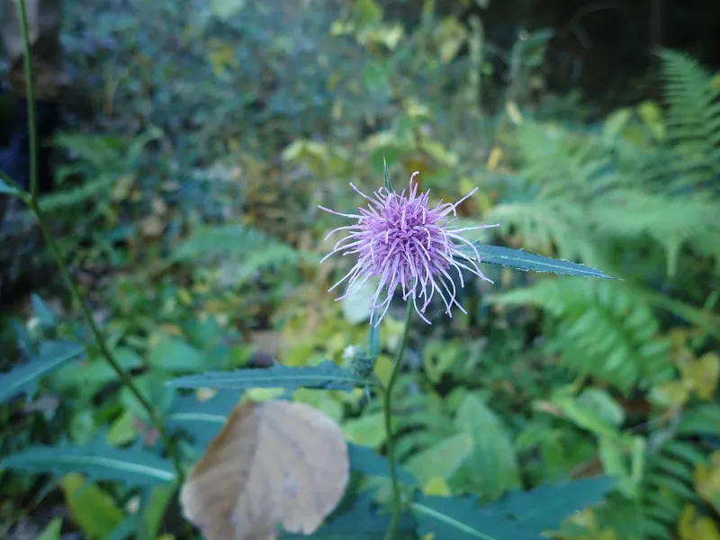 ノハラアザミの花が目を引きます
