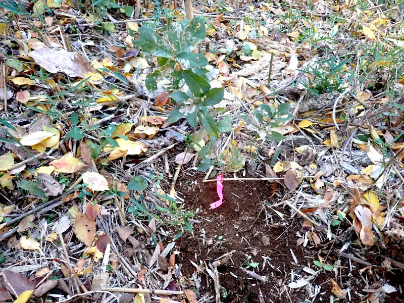 実生から育てたコナラの苗を移植しました。