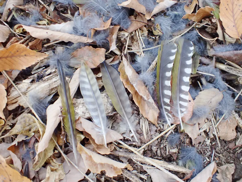 アオゲラの羽です