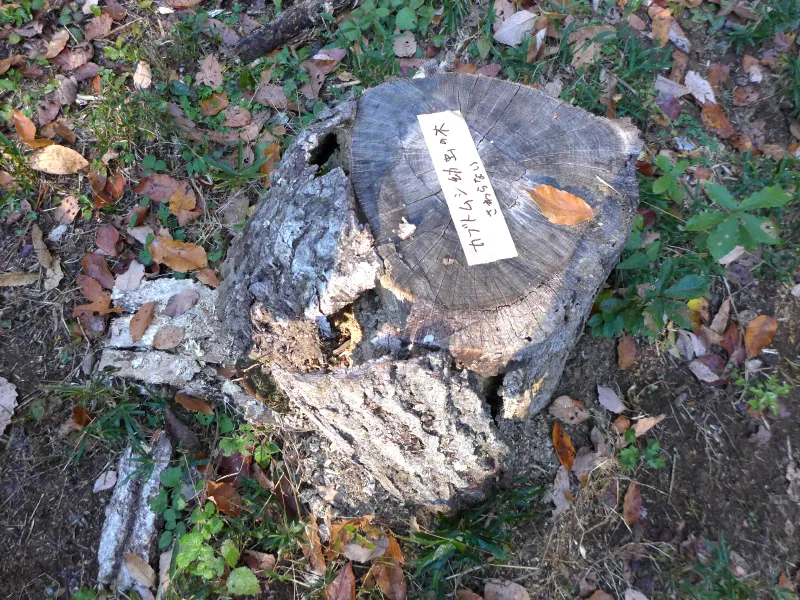 カブトムシ越冬中