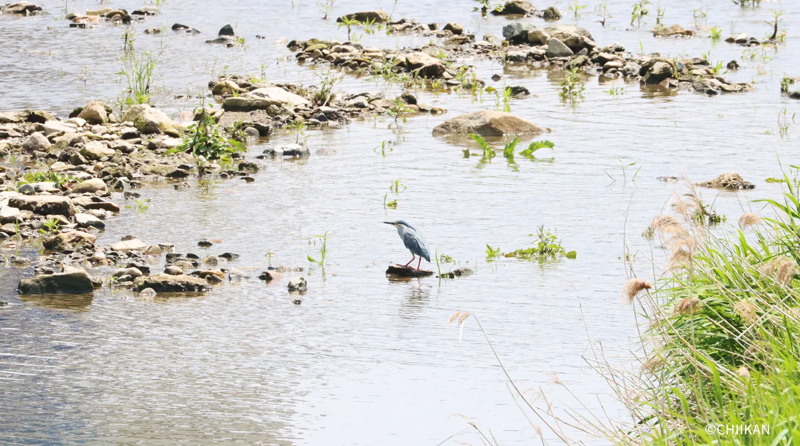 ササゴイが佇む多々良川
